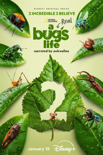 مسلسل A Real Bug’s Life الموسم الثاني الحلقة 2 مترجمة